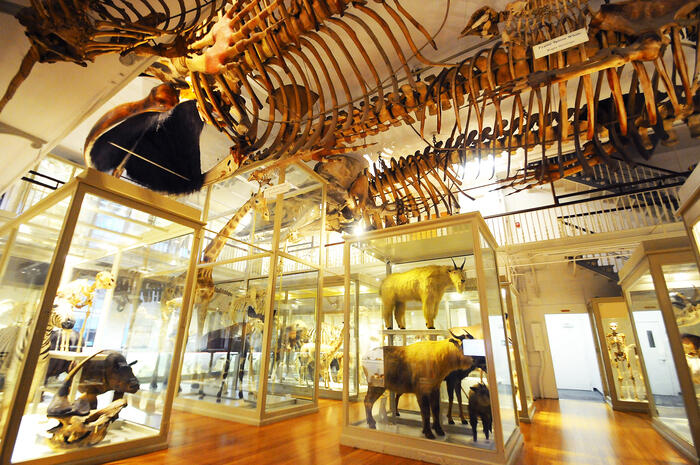 Havard History Museum