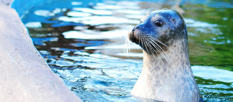 New England Aquarium | Go Boston Pass