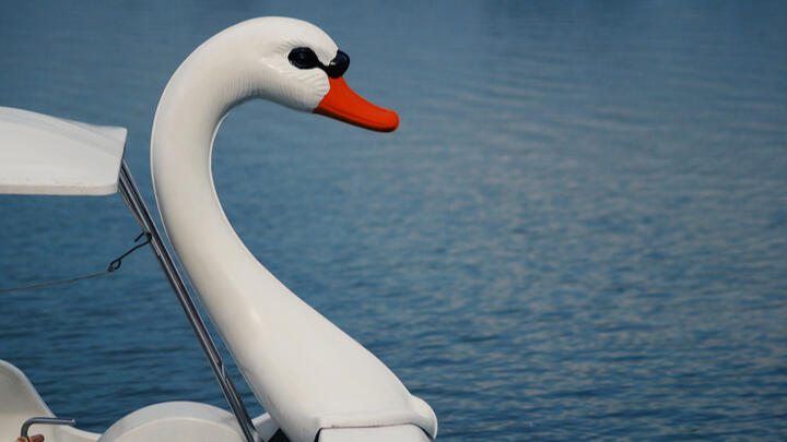 boston swan boats