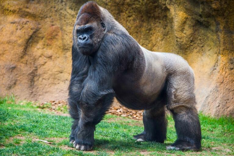 Franklin park zoo