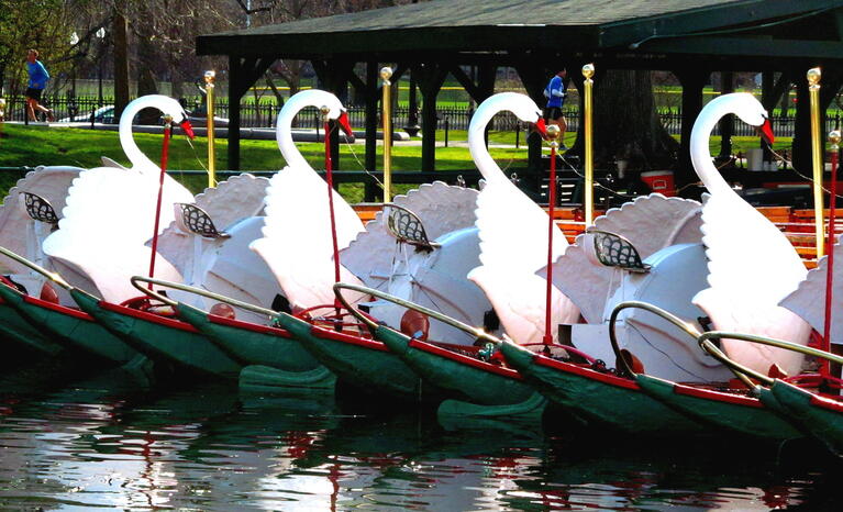 Swan Boat Boston