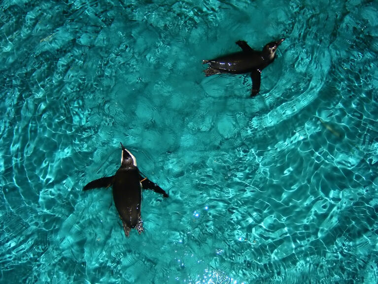 Aquarium