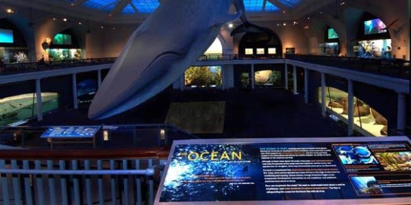 American-Museum-of-Natural-History-2-Copy-600x300.jpg American-Museum-of-Natural-History-2 - Copy