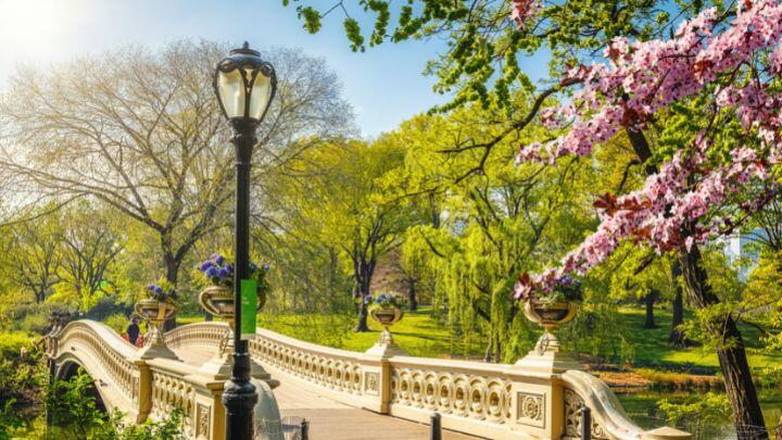 Green trees and pink cherry blossom flank a stone bridge and traditional lamp-post in Central Park, NYC