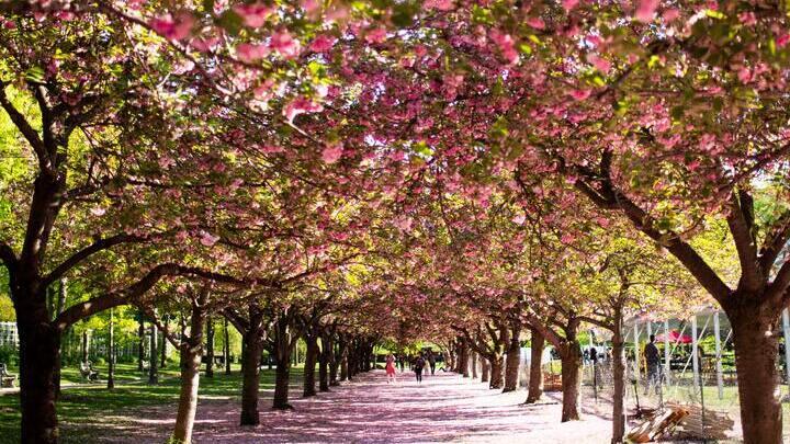 Brooklyn Botanical Garden