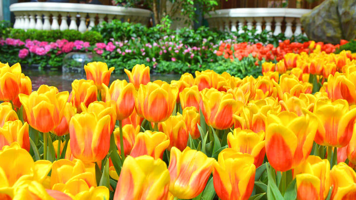 Vibrantly colored tulips in bloom at a botanic garden.
