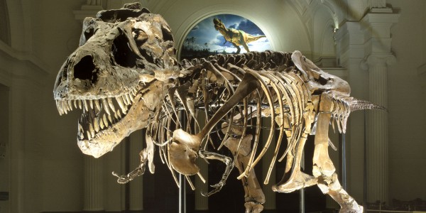 SUE, is the largest, most complete T. rex skeleton ever found in the world