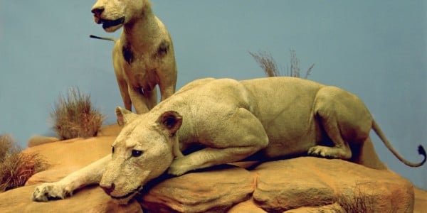 the Tsavo Lions on display at The Field Museum