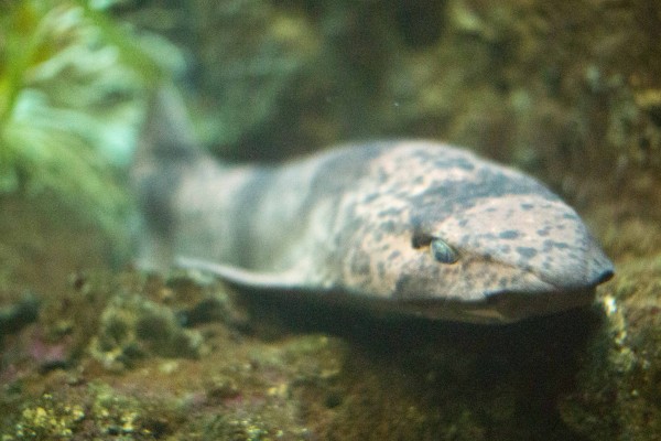 A draughtsboard shark at the Shedd Aquarium.