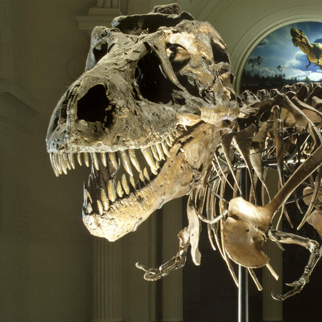 The Field Museum Discount Tickets & Tips Save Up to 55 Off
