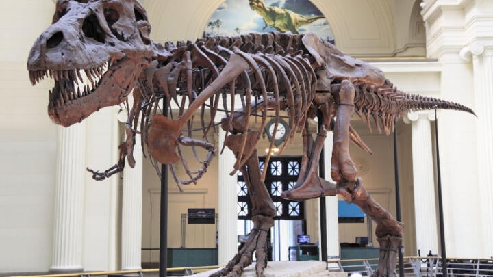 guide to the field museum