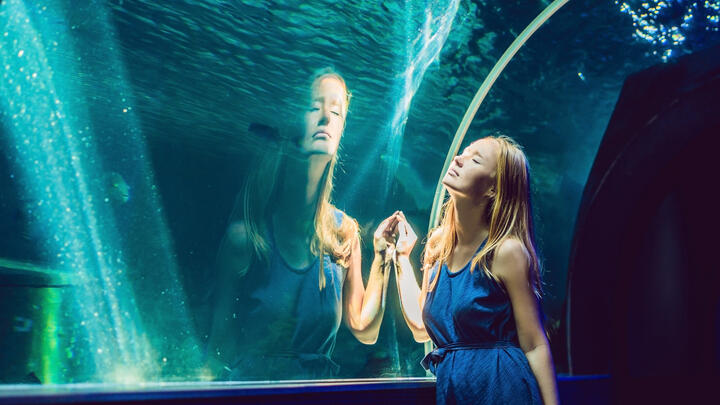 shedd aquarium