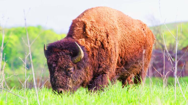 Bison