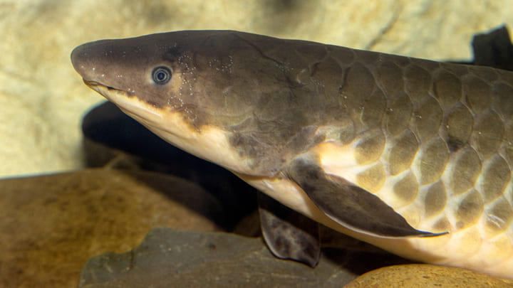 An Australian lungfish (not 'Granddad').