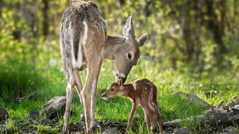 White-tailed deer in Deer Grove Forest Preserve