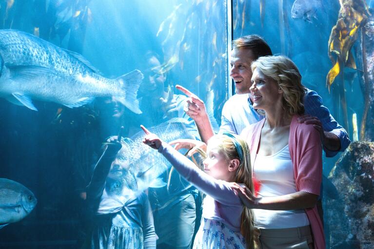 Acuario Shedd, Chicago en familia