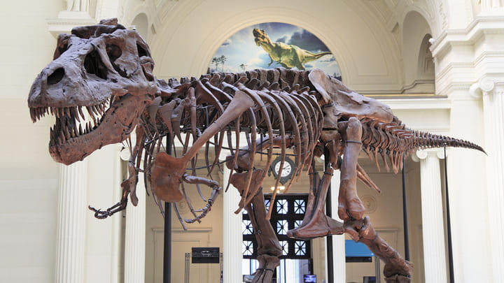 Sue the T Rex at the Field Museum in Chicago.