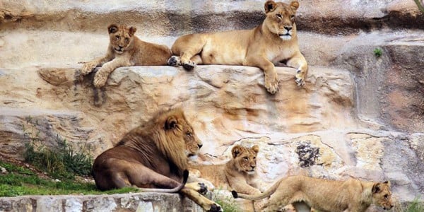 The San Antonio Zoo is one of the best things to do in San Antonio with Kids