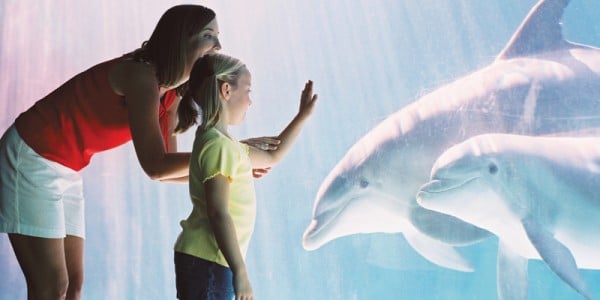 A woman and small child looking at dolphins in a tank.
