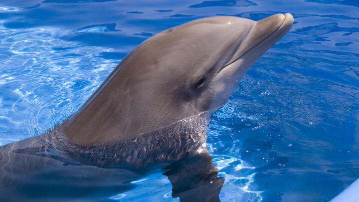 seaworld san antonio