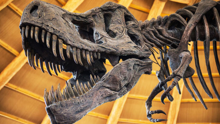 witte museum is one of the best cheap things to do in San Antonio