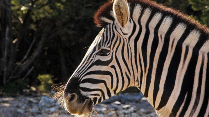 san antonio zoo is a great day out and one of the best of san antonio's outdoor activities
