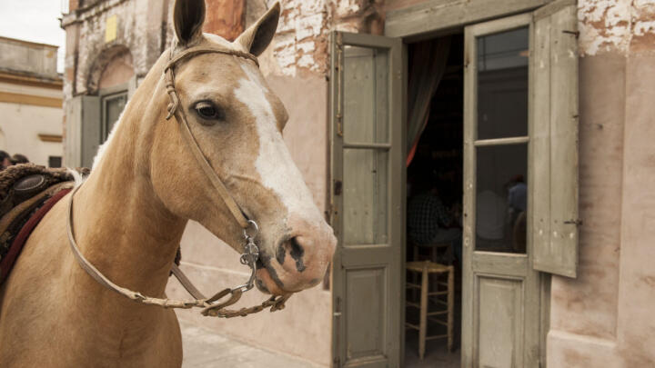 a horse in san antonio