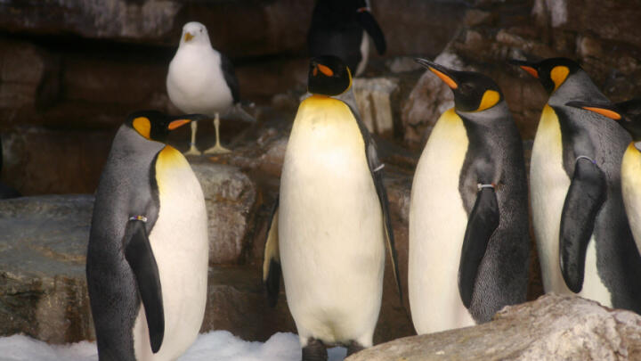 guide to seaworld san antonio