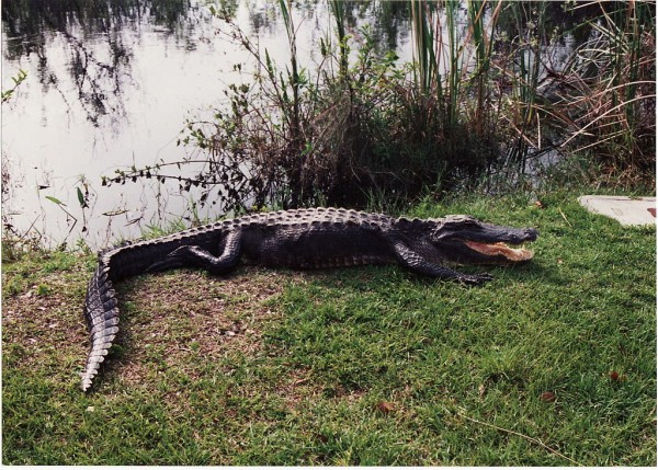 By Andrew Bone from Weymouth, England (Alligator, Everglades Florida 1995) [CC BY 2.0], via Wikimedia Commons