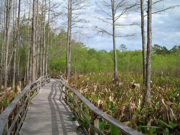 Hiking trails in the Everglades National Park