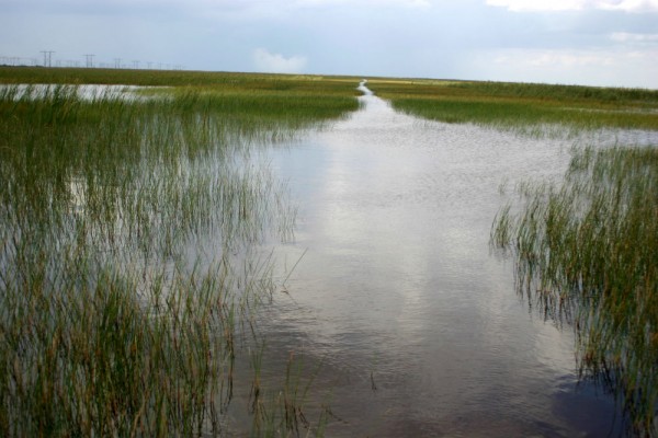 Everglades Shot
