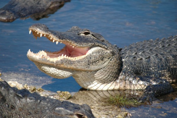 Everglades gator