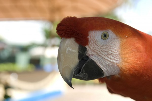 Miami seaquarium parrot