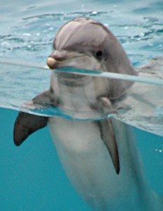 dolphin attractions miami