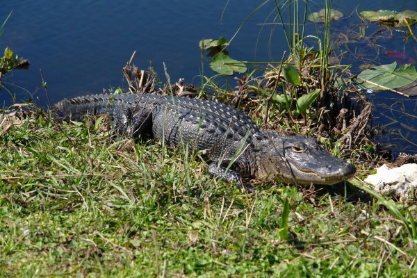 everglades alligator