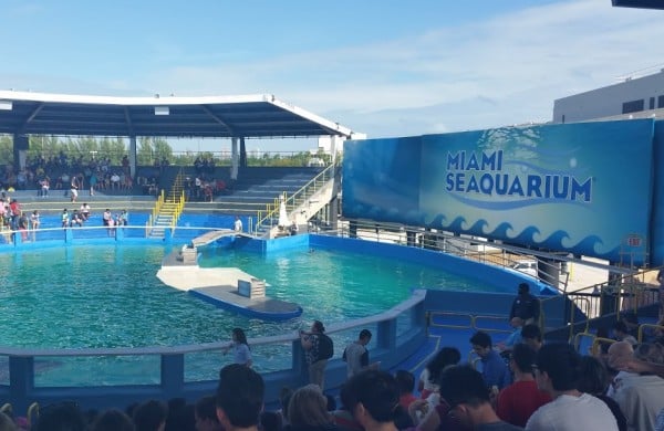 miami-seaquarium-show
