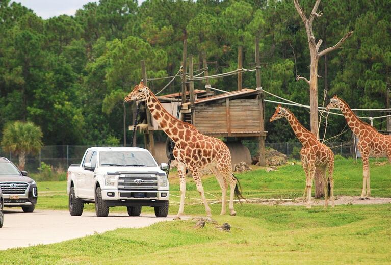 Lion Safari Drive Thru