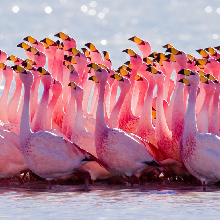 Flamingo