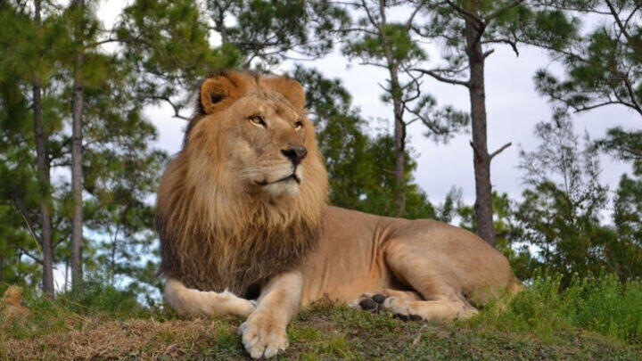 Lion Safari