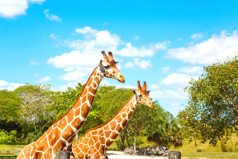 Zoo Miami