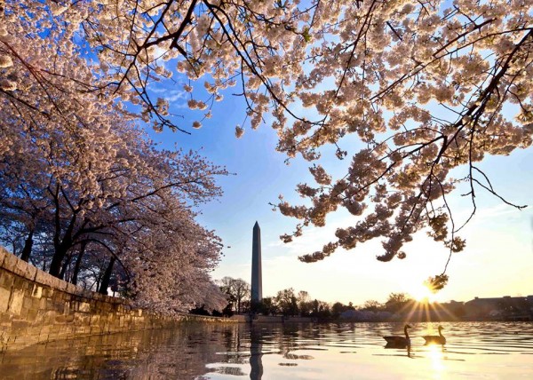 Image credit: Buddy Secor / National Cherry Blossom Festival Facebook page.