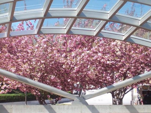 Even the Metro enjoys some Cherry Blossom love!