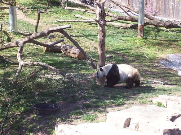 One of the National Zoo's famed Giant Pandas.