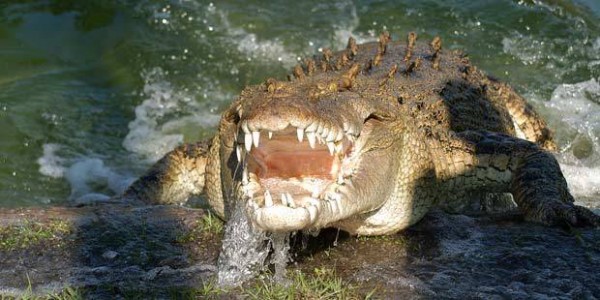Gatorland-The-Alligator-Capital-of-the-World-2