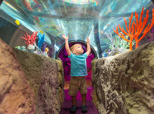 SEA LIFE Orlando Aquarium