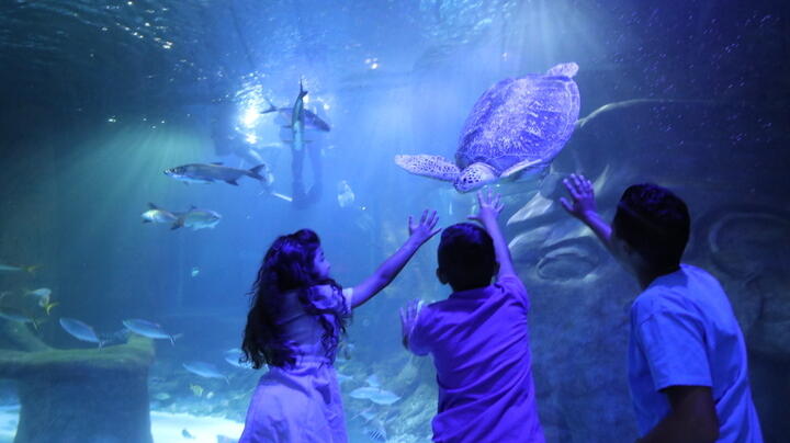 SeaLife