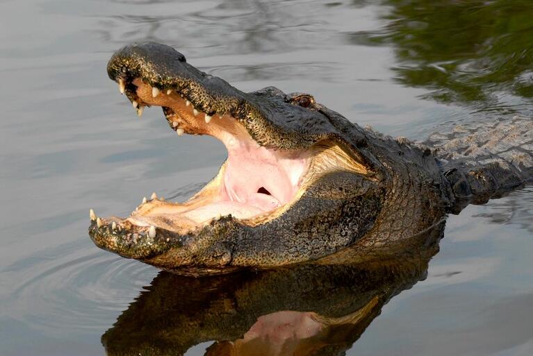 gatorland orlando