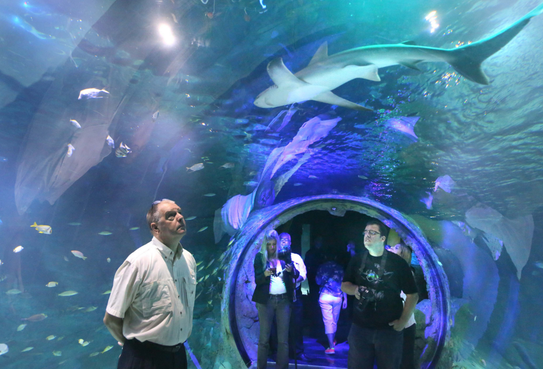 sea-life-orlando-aquarium-360-tank-e1456762559200.png