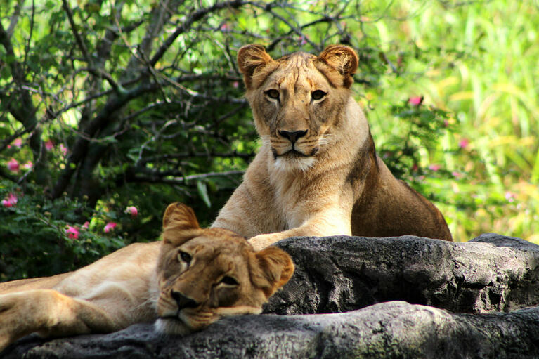 Busch Gardens