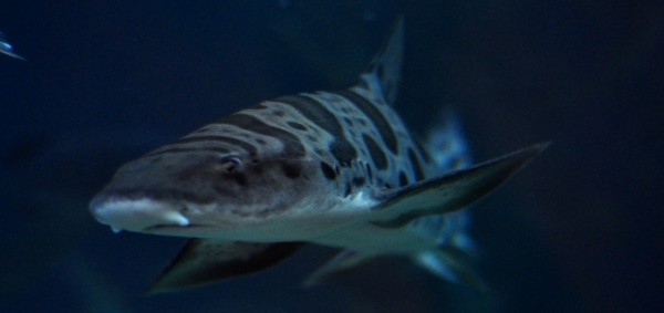 Aquarium of the Bay Leopard Shark